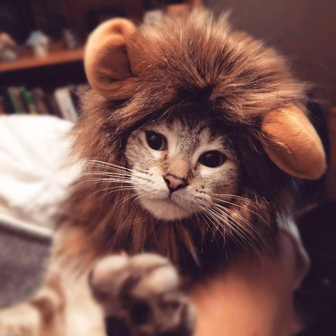 Cat Lion Mane Wig Halloween Costume